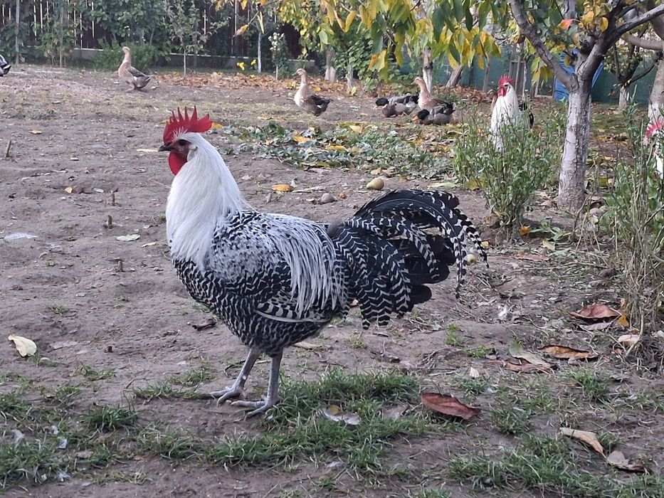 Vând  cocoși si gaini Brakel outoare