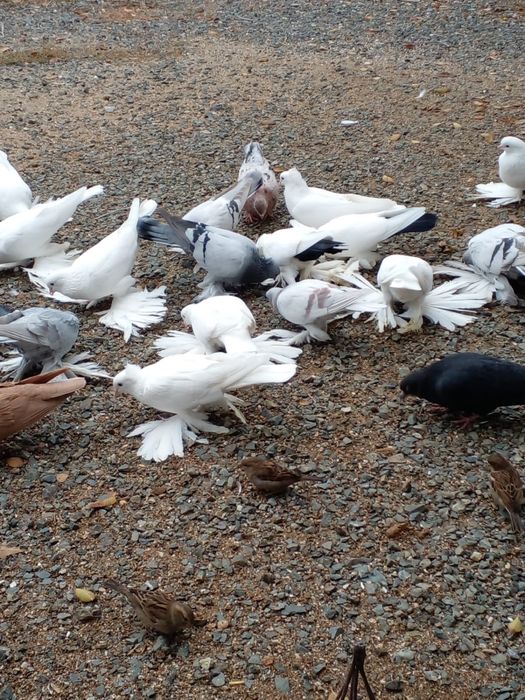 Продажа голубей