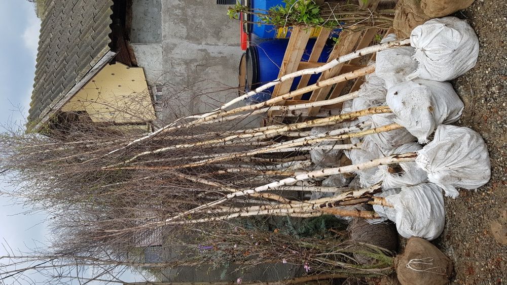 Plante ornamentale chiparosi leilandi