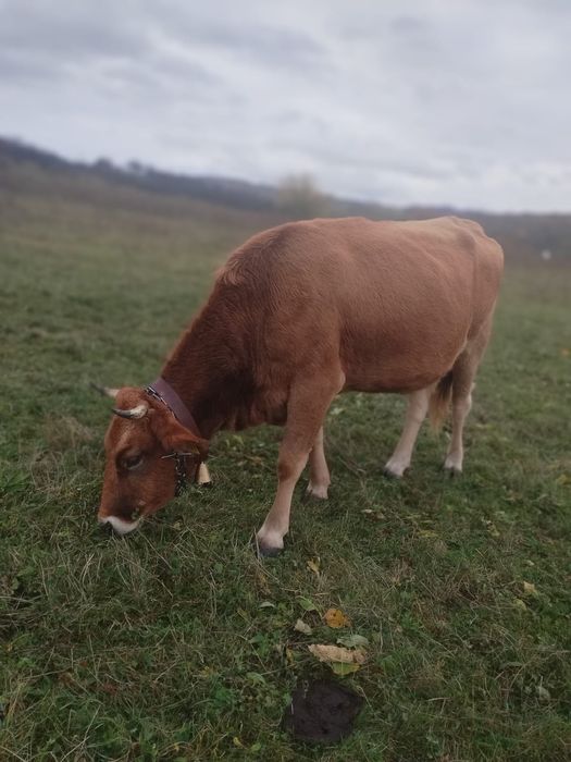 Vaca de vânzare de 4 ani
