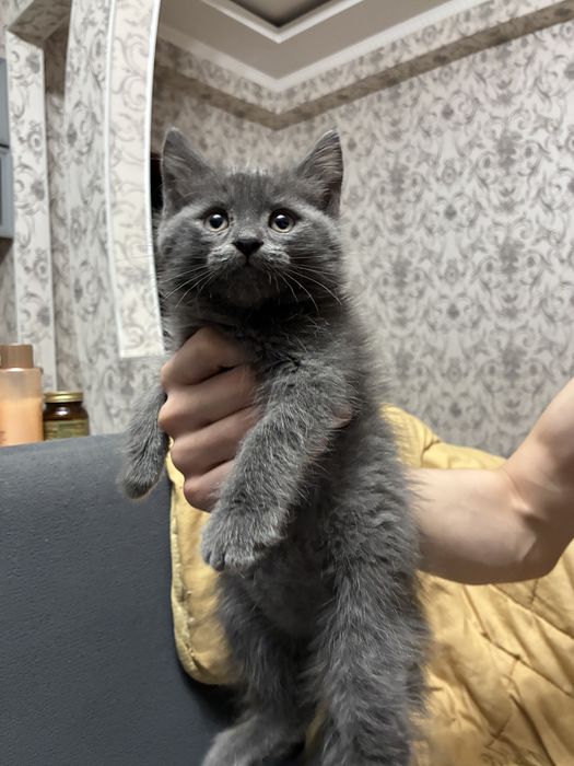 Котенок британский короткошерстный 2 месяца мальчик