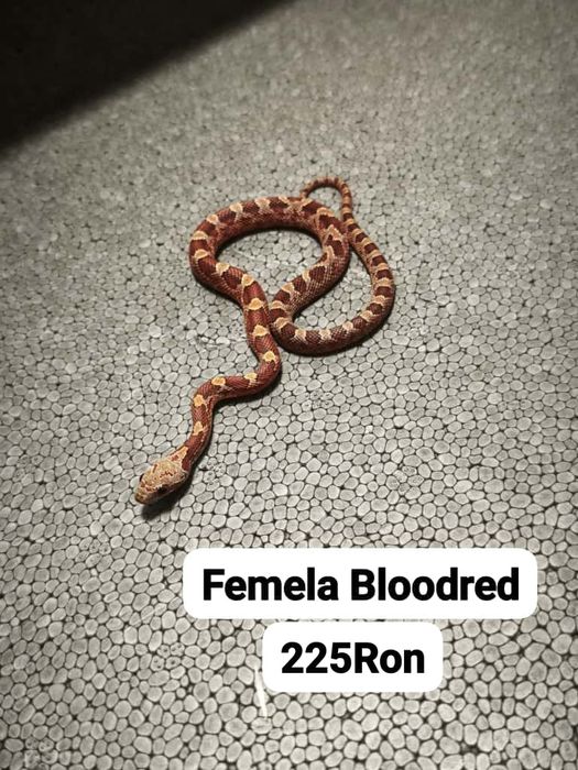 Sarpe Corn Snake 
Docili , perfecti pentru incepatori , mananca