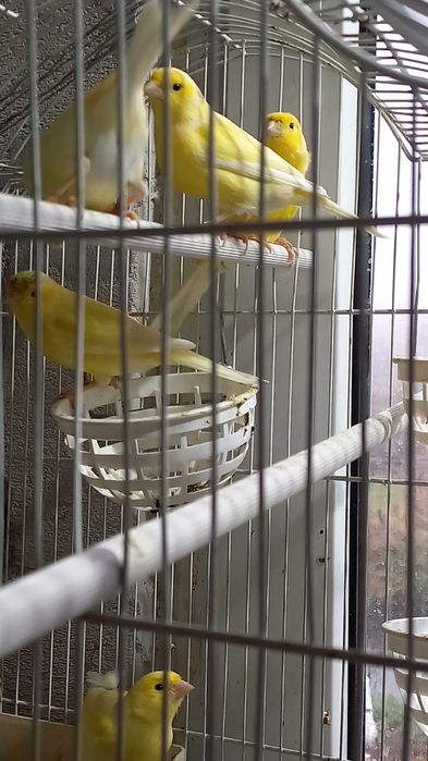 Canari Rolleri pe galben