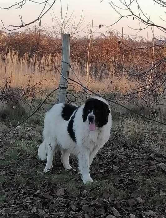 Pui Ciobanesc bucovina