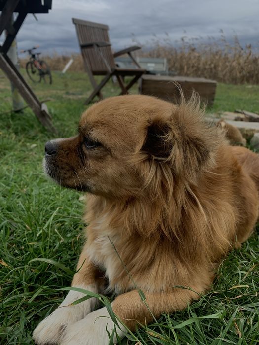 Donez catel pierdut sau abandonat.