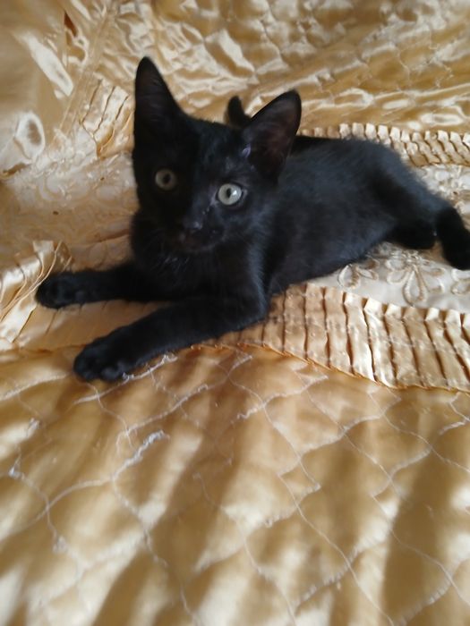 Котенок мальчик в семью