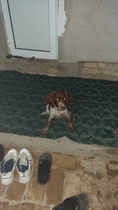 Собака русский Спаниел (охотник)