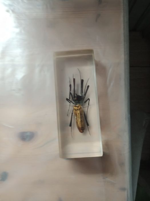 Продам коллекцию жуков 1500 каждый