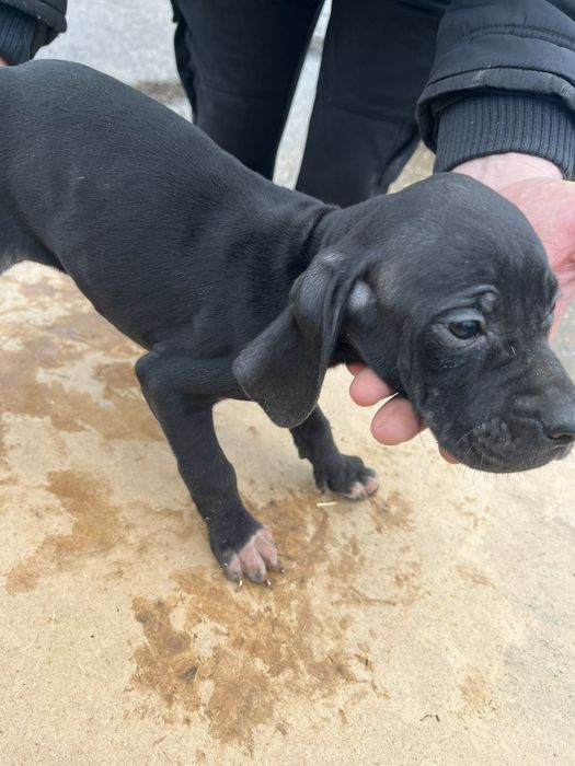 Английски пойнтер/ поинтер / пойнтерчета