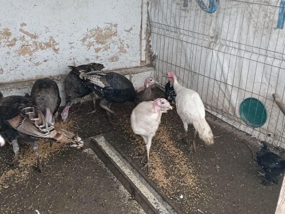 Vând curci de țară