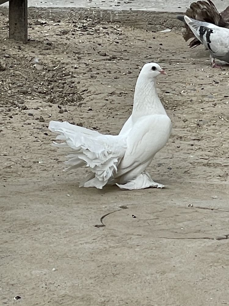 Dekarativniy kaputarlar sotiladi. Pavilin paypoli