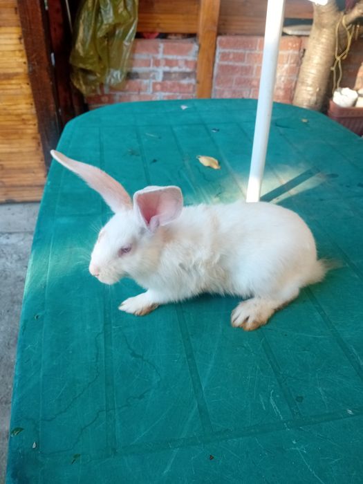 Iepuri hicole 6 luni