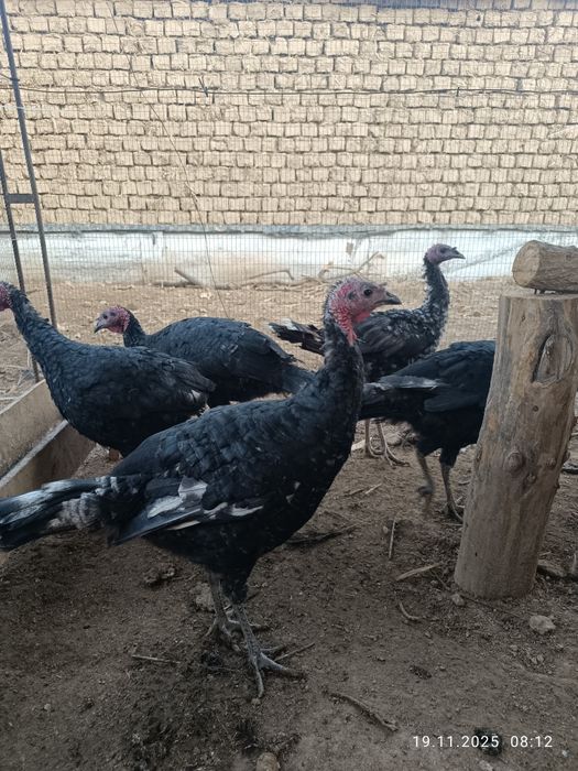 Jaydari  kurkalar sotiladi.