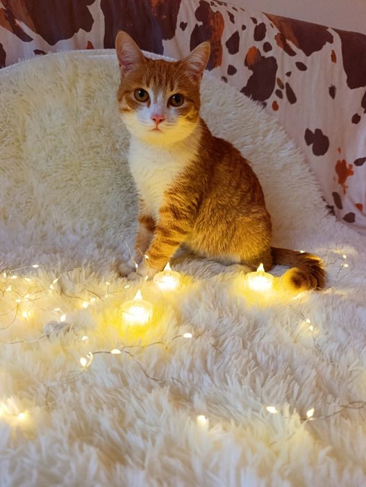 Котик в добрые руки