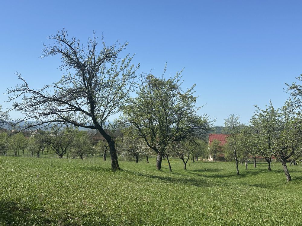 Vand 3420mp (34.2 ari), teren intravilan in localitatea Baia Sprie