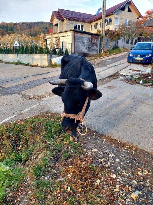 Vaca rasa bruna de vanzare