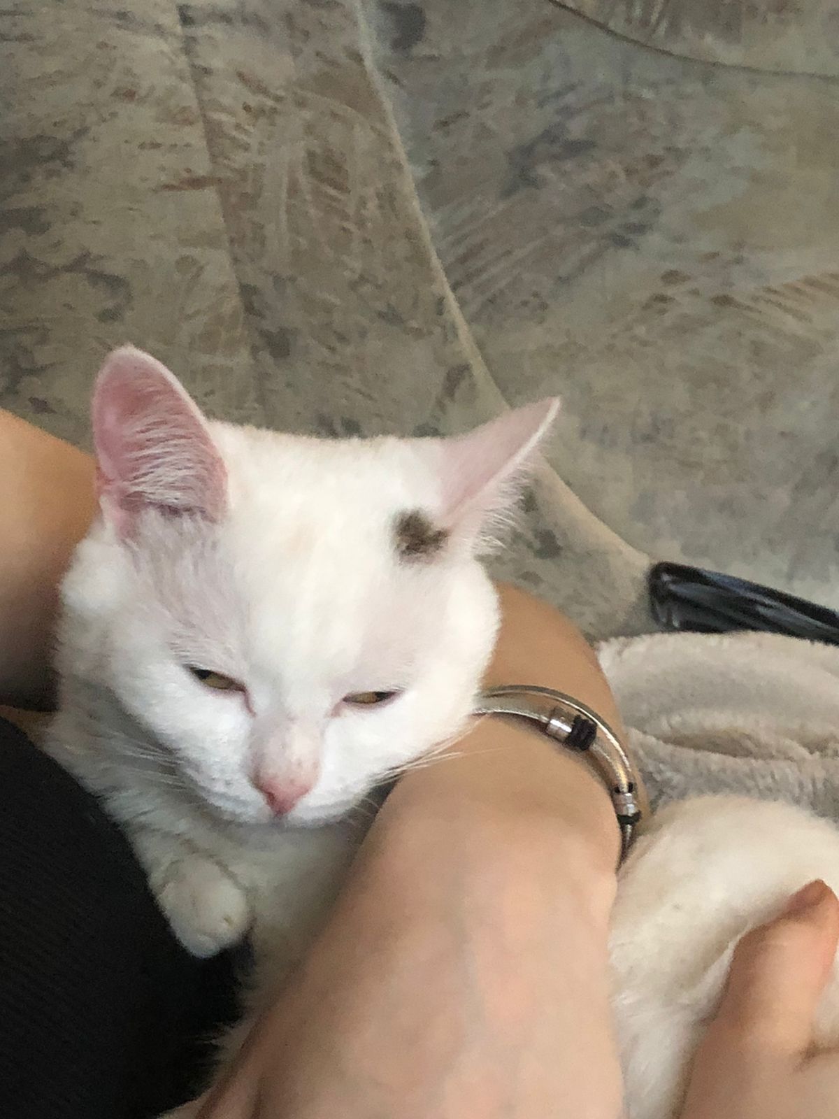 2 котов , на  ПЕРЕДЕРЖКУ 1-2 месяца СРОЧНО!!!