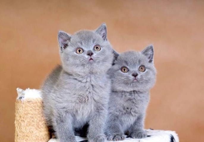Продам Британских котят