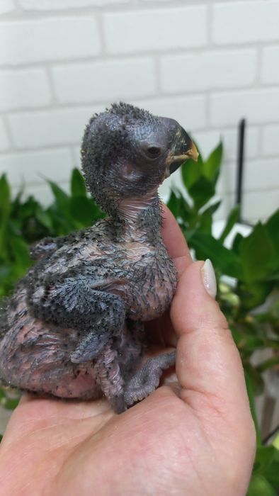 Продаётся птенец Благородного попугая