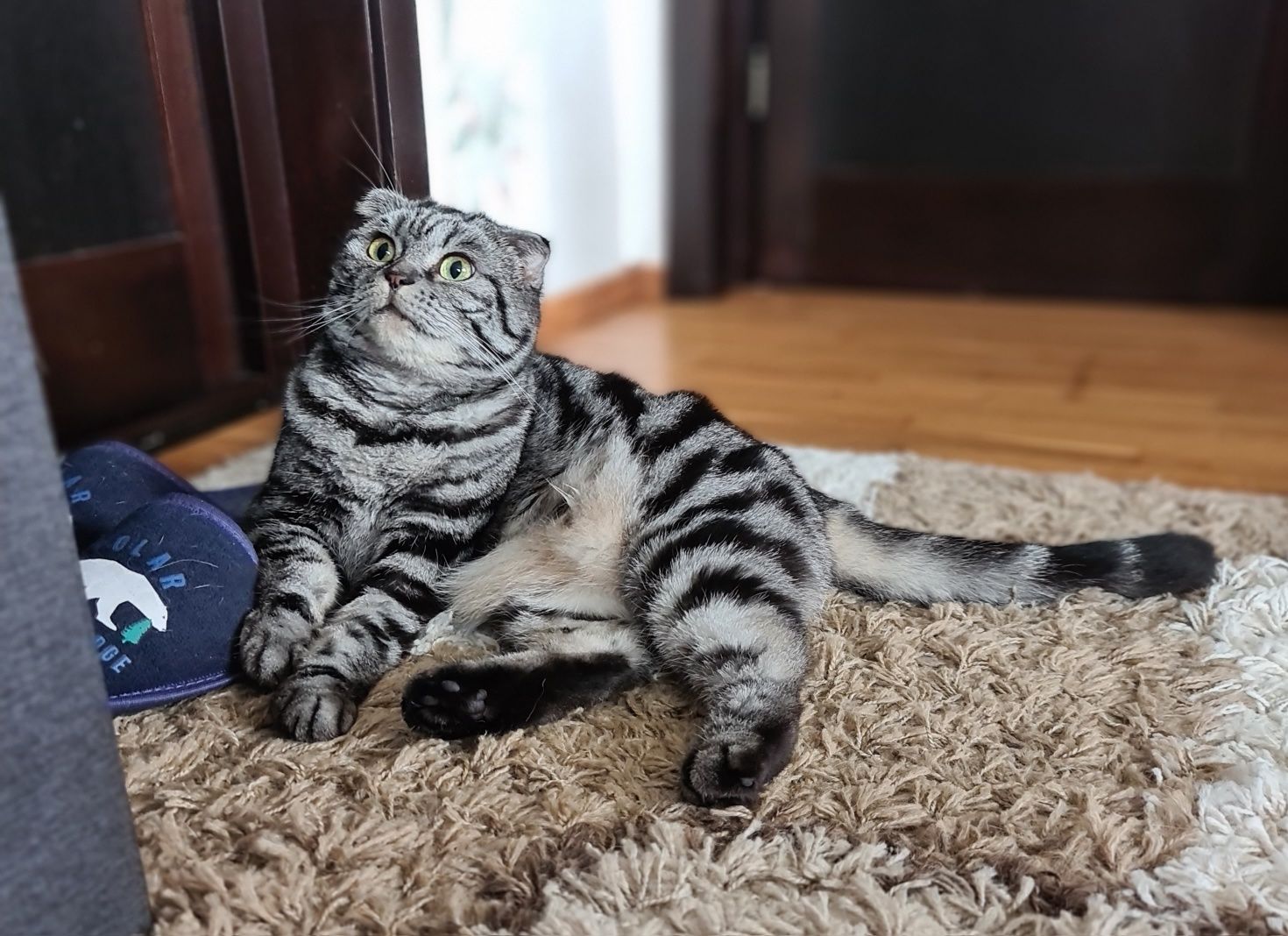 Donez pisica scottish fold - adulta