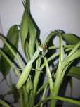 Vand Pui de Calugarita Insecte Mantis Religiosa   50 ron