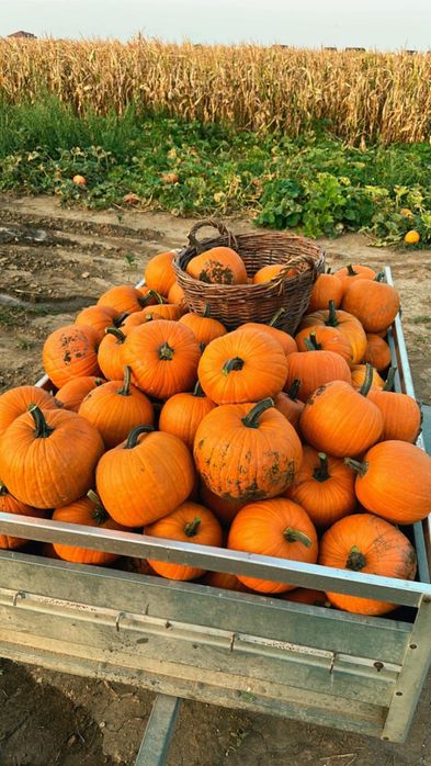 Dovleci decorativi și tărtăcuțe pentru aranjamente de toamnă