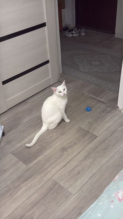 Отдам в добрые руки