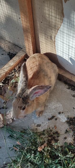 Куён сотилади ( Гигант чачишган )