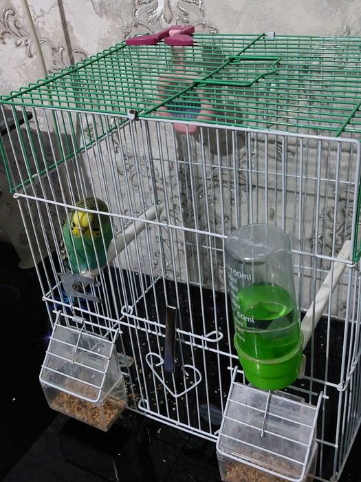 Попугай сатылады