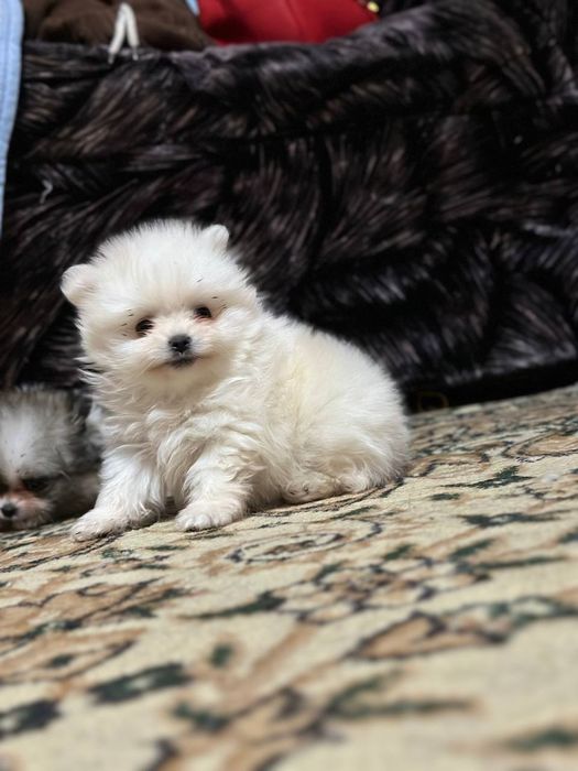 Продаются щенки померанского шпица