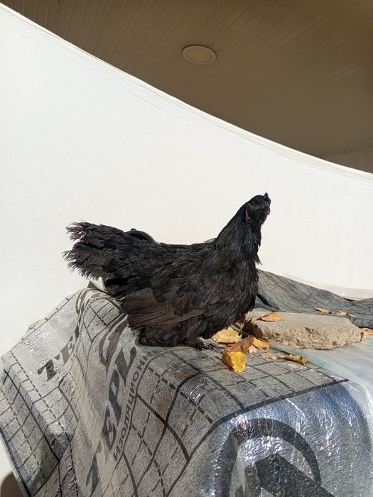 Кора товук 150000