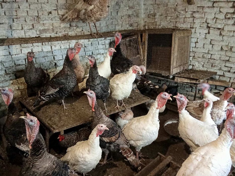 Домашни пуйки и пуяци