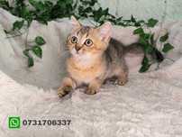 Vand fetita British shorthair chinchilla