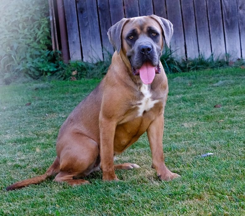 Cane Corso cu pedigree FCI de tip A