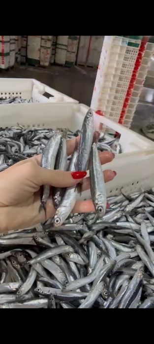 Продаем Рыба Хамса