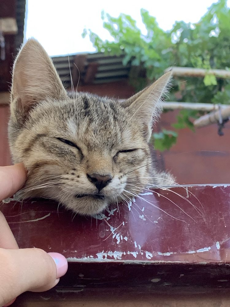 Ищу дом для кошечки