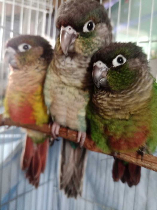 Социални папагали бебета пирури