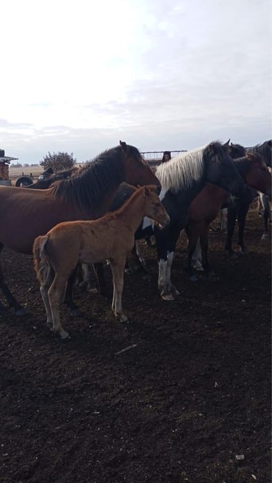 Продам кабылу с жеребенком