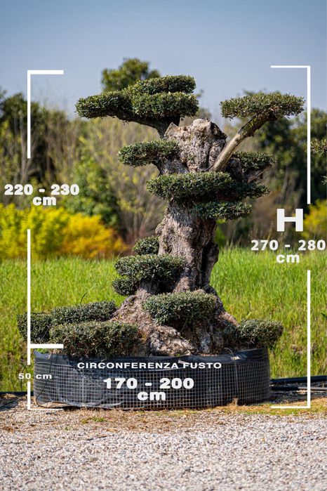 Spiral Tuia PonPon Magnolia Grandiflora Palmier Trachycarpus catapla