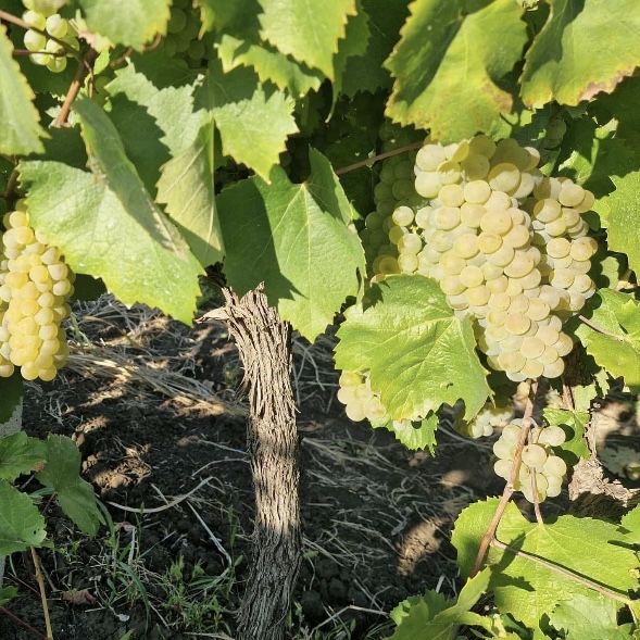 Vand struguri de vin producatie 2025 avem toate soiurile disponibile