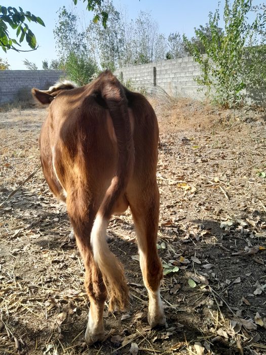 Семинтал сотилади