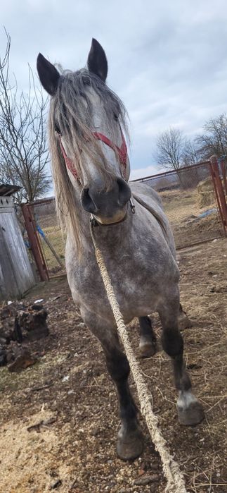 Vand armasar de 7 ani