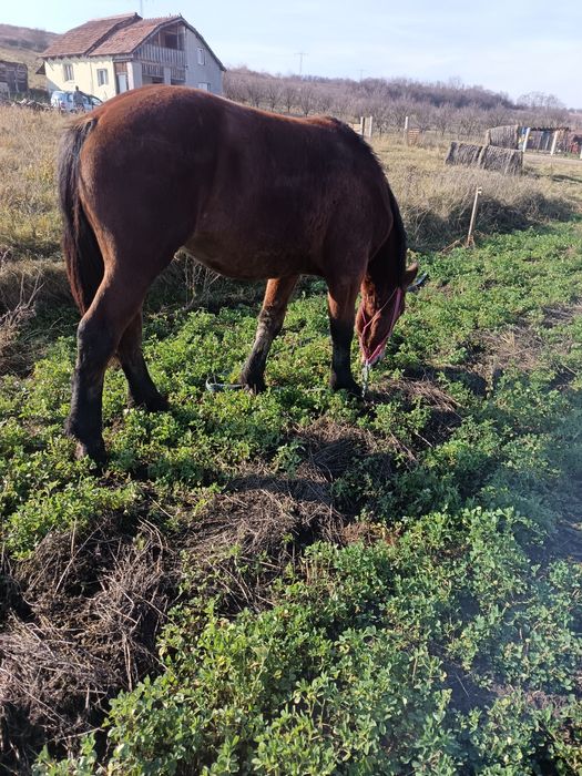 Vând sau schimb mînz