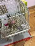 Vand pui hamsteri