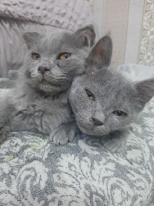 Мушук боласи сотилади