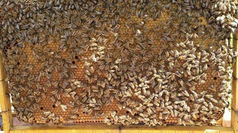 Vând 10 familii de albine (500 lei/familia)