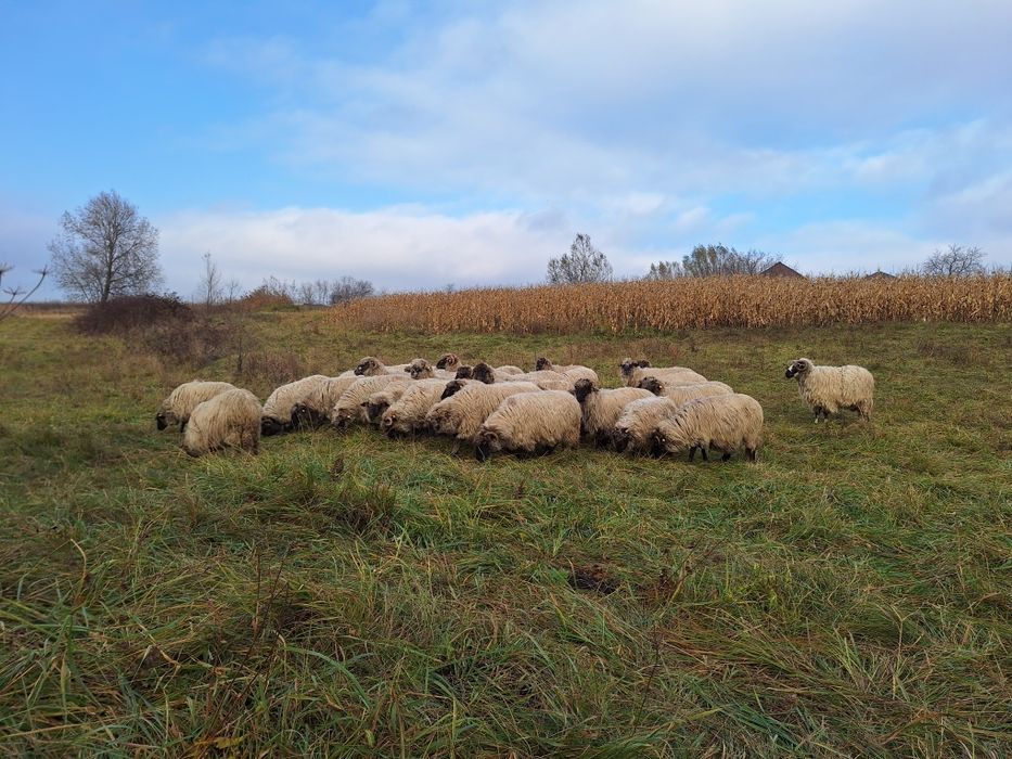 Vand oi rasa turcana