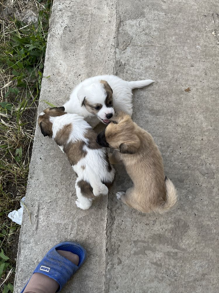 Cățeluși pentru adopție