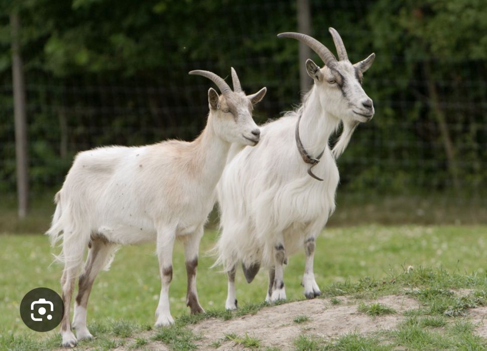 Дешево Продаются козы