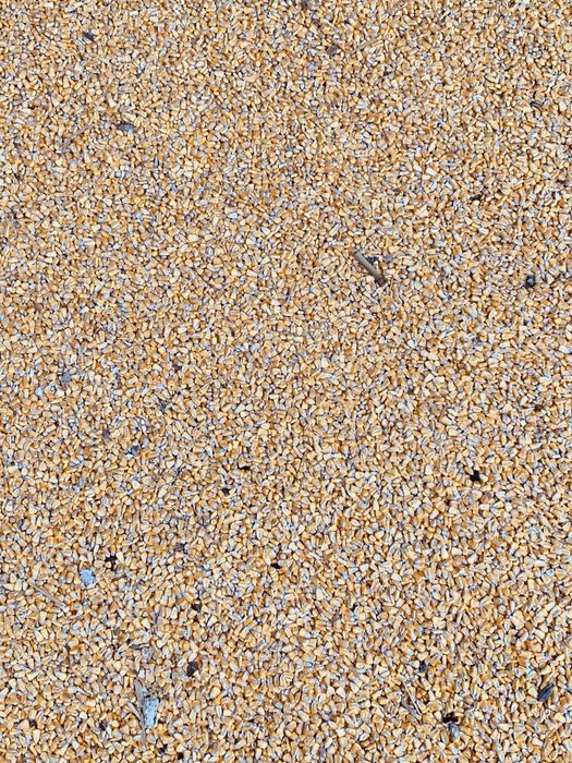 Кукуруза в зерне первый уражай